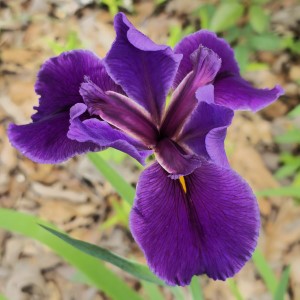 Rocky Hunt Louisiana Iris, Iris x 'Rocky Hunt'